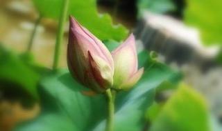 在天愿作比翼鸟 在天愿作比翼鸟