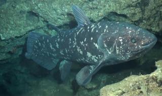 深海季先祖位置 深海季先祖位置